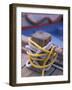 Knots Around Post, St. Thomas, Caribbean-Robin Hill-Framed Photographic Print