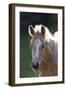 Knowles-Bob Langrish-Framed Photographic Print