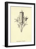 Knutmigrata Simplice-Edward Lear-Framed Giclee Print