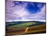 Knutsen Vineyard in the Red Hills of the Willamette Valley, Oregon, USA-Janis Miglavs-Mounted Premium Photographic Print