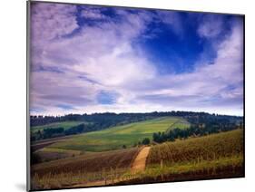 Knutsen Vineyard in the Red Hills of the Willamette Valley, Oregon, USA-Janis Miglavs-Mounted Premium Photographic Print