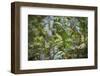 Knysna Turaco (Tauraco Corythaix) in Tree, Kariega Game Reserve, Eastern Cape, South Africa-Neil Aldridge-Framed Photographic Print