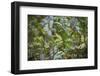 Knysna Turaco (Tauraco Corythaix) in Tree, Kariega Game Reserve, Eastern Cape, South Africa-Neil Aldridge-Framed Photographic Print