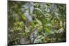 Knysna Turaco (Tauraco Corythaix) in Tree, Kariega Game Reserve, Eastern Cape, South Africa-Neil Aldridge-Mounted Photographic Print