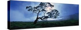 Koa Tree on a Landscape, Mauna Kea, Kamuela, Big Island, Hawaii, USA-null-Stretched Canvas