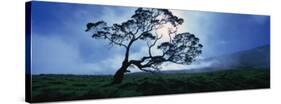 Koa Tree on a Landscape, Mauna Kea, Kamuela, Big Island, Hawaii, USA-null-Stretched Canvas