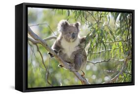 Koala Adult Sitting High Up in the Trees-null-Framed Stretched Canvas