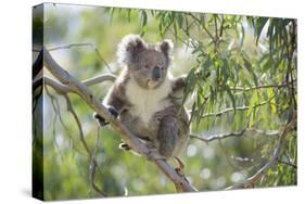 Koala Adult Sitting High Up in the Trees-null-Stretched Canvas