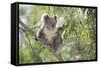 Koala Adult Sitting High Up in the Trees-null-Framed Stretched Canvas