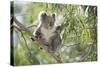 Koala Adult Sitting High Up in the Trees-null-Stretched Canvas