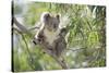Koala Adult Sitting High Up in the Trees-null-Stretched Canvas