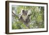 Koala Adult Sitting High Up in the Trees-null-Framed Premium Photographic Print