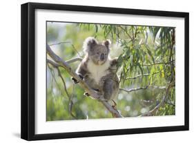 Koala Adult Sitting High Up in the Trees-null-Framed Premium Photographic Print