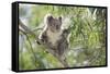 Koala Adult Sitting High Up in the Trees-null-Framed Stretched Canvas