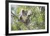 Koala Adult Sitting High Up in the Trees-null-Framed Photographic Print