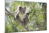 Koala Adult Sitting High Up in the Trees-null-Mounted Photographic Print