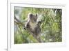 Koala Adult Sitting High Up in the Trees-null-Framed Photographic Print