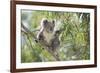 Koala Adult Sitting High Up in the Trees-null-Framed Photographic Print