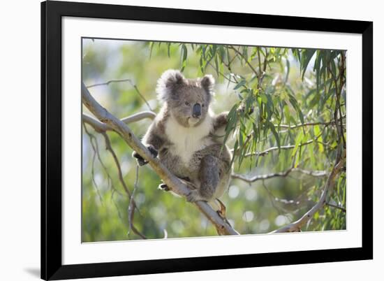 Koala Adult Sitting High Up in the Trees-null-Framed Photographic Print