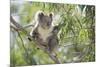 Koala Adult Sitting High Up in the Trees-null-Mounted Photographic Print