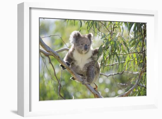 Koala Adult Sitting High Up in the Trees-null-Framed Photographic Print