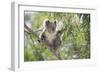 Koala Adult Sitting High Up in the Trees-null-Framed Photographic Print