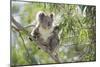 Koala Adult Sitting High Up in the Trees-null-Mounted Photographic Print