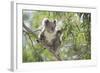 Koala Adult Sitting High Up in the Trees-null-Framed Photographic Print