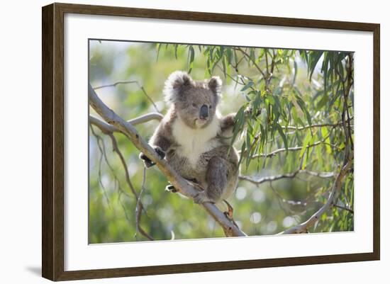 Koala Adult Sitting High Up in the Trees-null-Framed Photographic Print