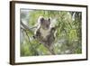 Koala Adult Sitting High Up in the Trees-null-Framed Photographic Print