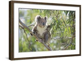 Koala Adult Sitting High Up in the Trees-null-Framed Photographic Print