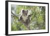 Koala Adult Sitting High Up in the Trees-null-Framed Photographic Print