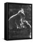 Koala and Her Cub-null-Framed Stretched Canvas