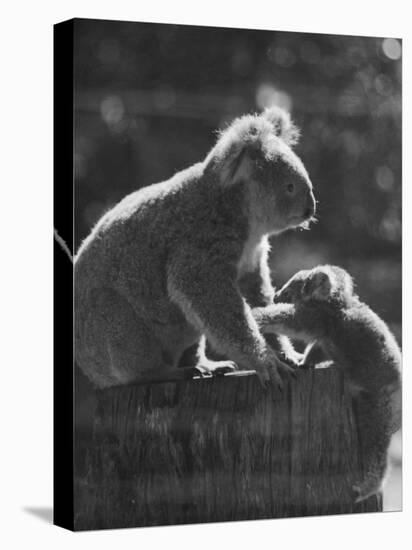 Koala and Her Cub-null-Stretched Canvas