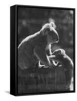 Koala and Her Cub-null-Framed Stretched Canvas