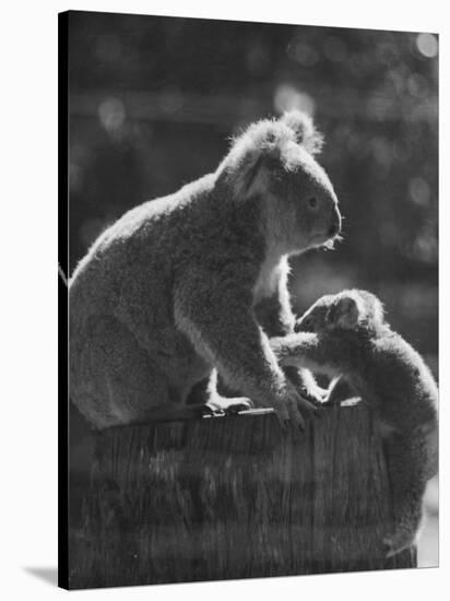 Koala and Her Cub-null-Stretched Canvas