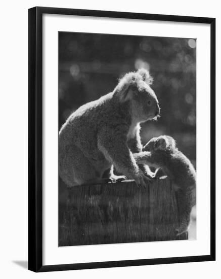 Koala and Her Cub-null-Framed Photographic Print