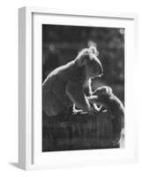Koala and Her Cub-null-Framed Photographic Print