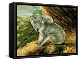 Koala and Young, 1803-John William Lewin-Framed Stretched Canvas
