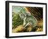 Koala and Young, 1803-John William Lewin-Framed Giclee Print