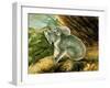 Koala and Young, 1803-John William Lewin-Framed Giclee Print