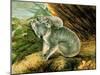 Koala and Young, 1803-John William Lewin-Mounted Giclee Print
