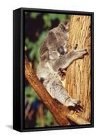 Koala Asleep in Tree-null-Framed Stretched Canvas