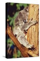 Koala Asleep in Tree-null-Stretched Canvas