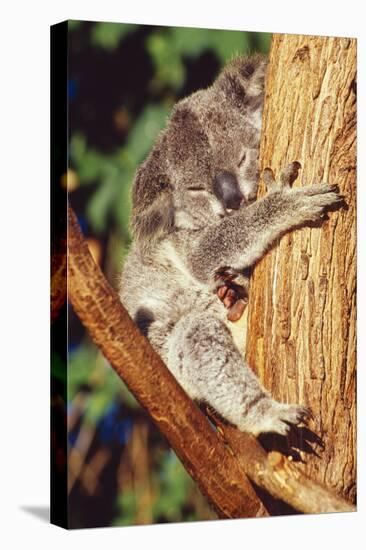 Koala Asleep in Tree-null-Stretched Canvas