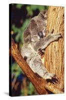 Koala Asleep in Tree-null-Stretched Canvas