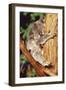 Koala Asleep in Tree-null-Framed Premium Photographic Print