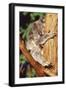 Koala Asleep in Tree-null-Framed Premium Photographic Print