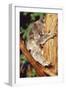 Koala Asleep in Tree-null-Framed Premium Photographic Print