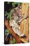 Koala Asleep in Tree-null-Stretched Canvas